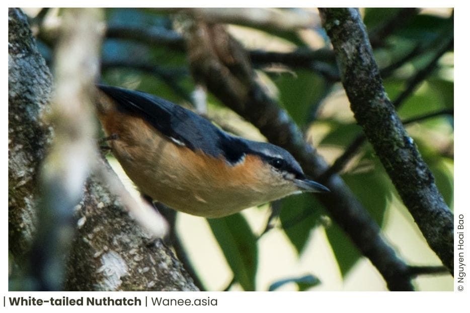 7 Nuthatches Of Vietnam 11 107 WANEE Go-WILD