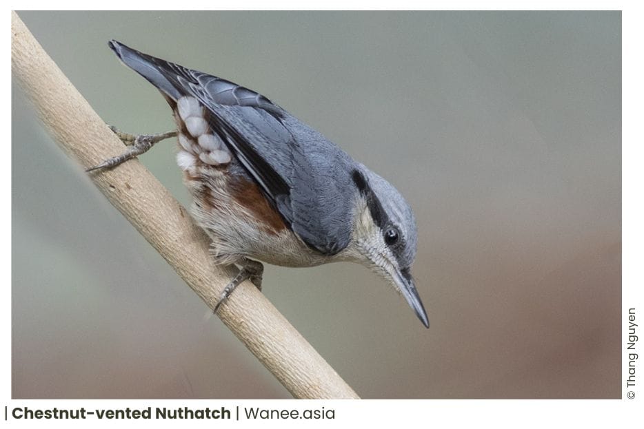7 Nuthatches Of Vietnam 12 108 WANEE Go-WILD