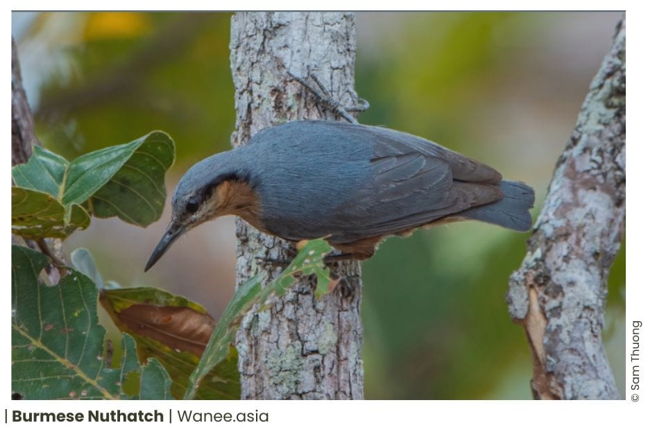 7 Nuthatches Of Vietnam 14 110 WANEE Go-WILD