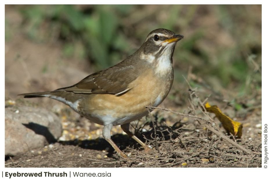 23 Thrushes Of Vietnam 11 112 WANEE Go-WILD