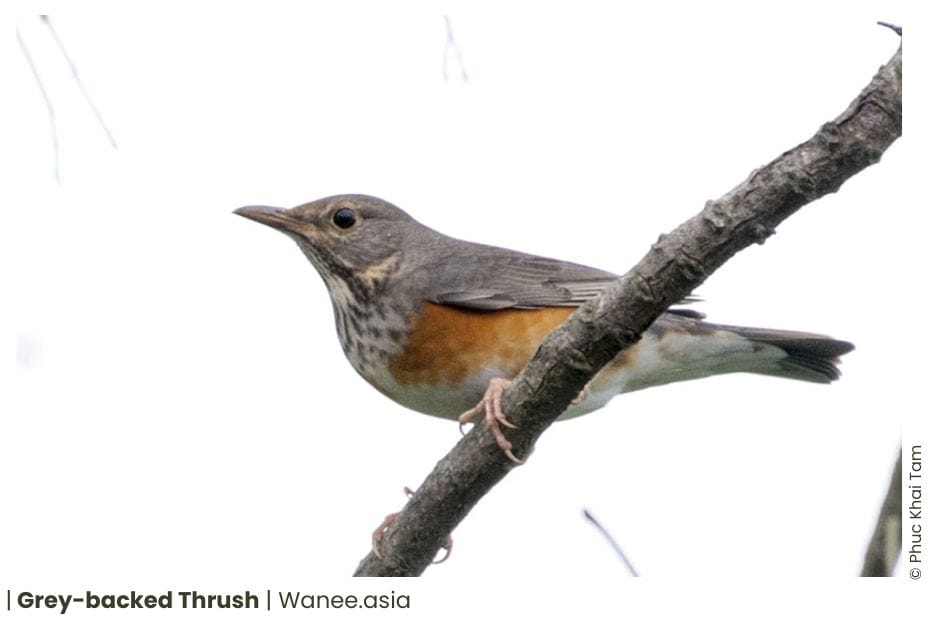 23 Thrushes Of Vietnam 12 113 WANEE Go-WILD
