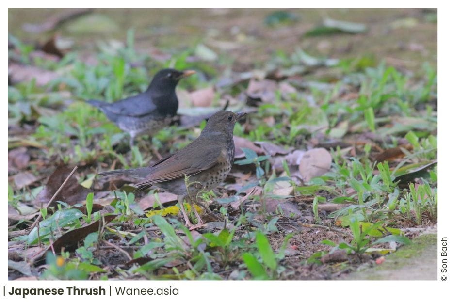 23 Thrushes Of Vietnam 13 114 WANEE Go-WILD