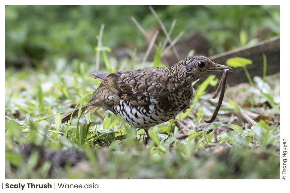 23 Thrushes Of Vietnam 14 115 WANEE Go-WILD