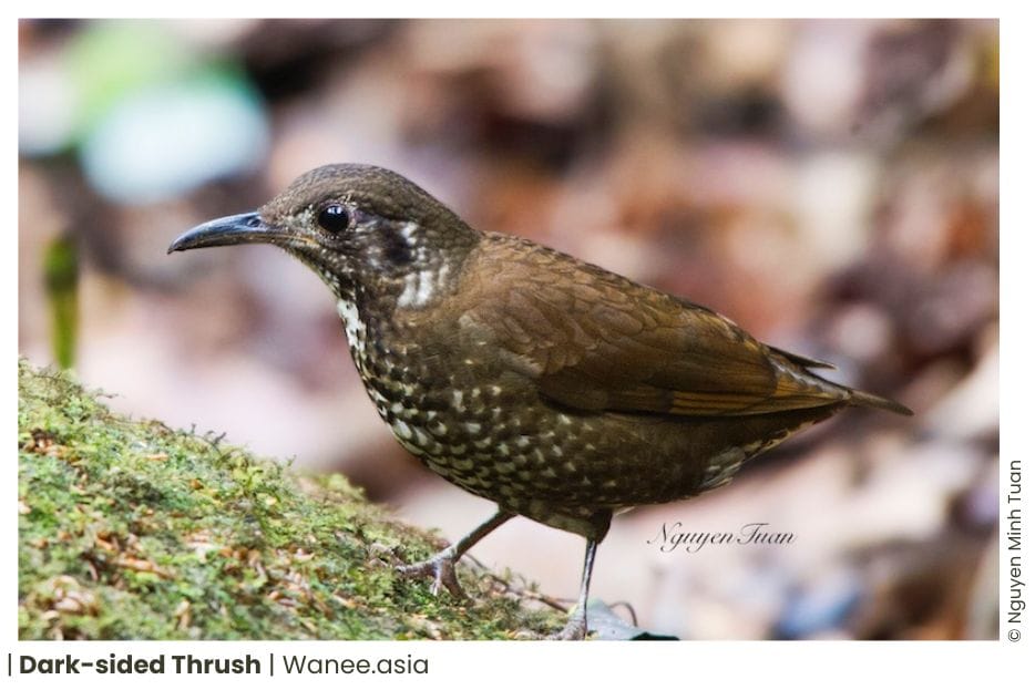 23 Thrushes Of Vietnam 15 116 WANEE Go-WILD