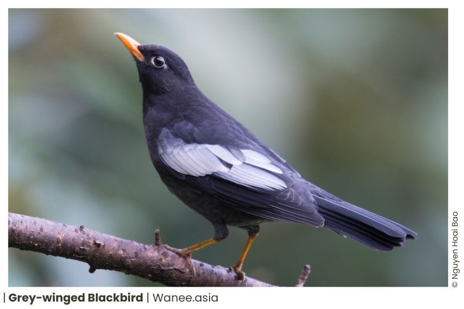 23 Thrushes Of Vietnam 16 117 WANEE Go-WILD