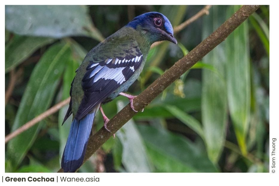 23 Thrushes Of Vietnam 17 118 WANEE Go-WILD