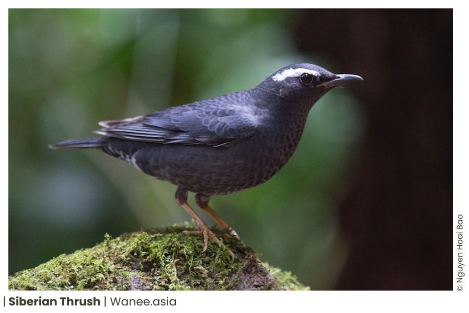 23 Thrushes Of Vietnam 18 119 WANEE Go-WILD