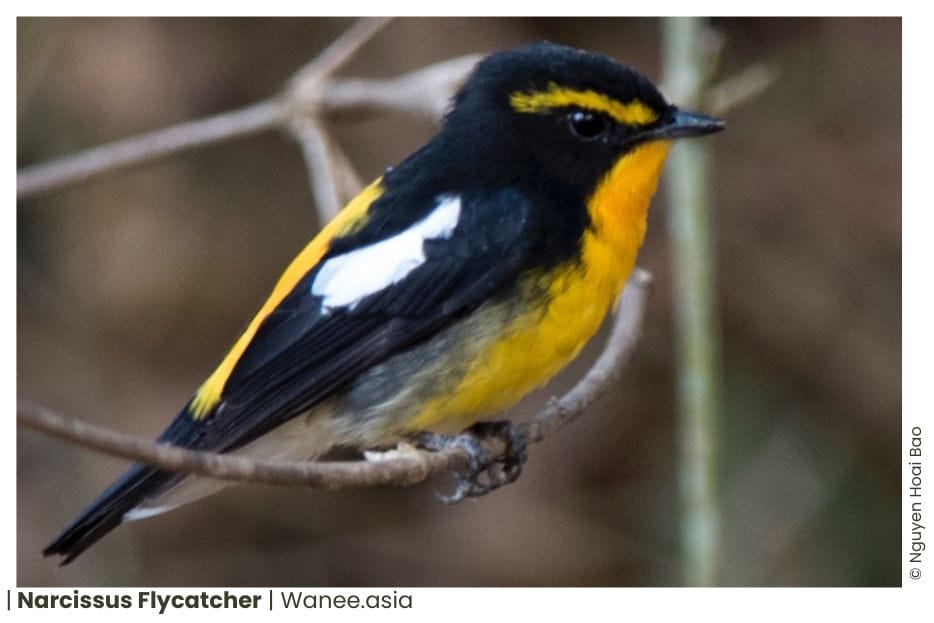 73 Flycatchers Of Vietnam 10 Flycatchers Of Vietnam