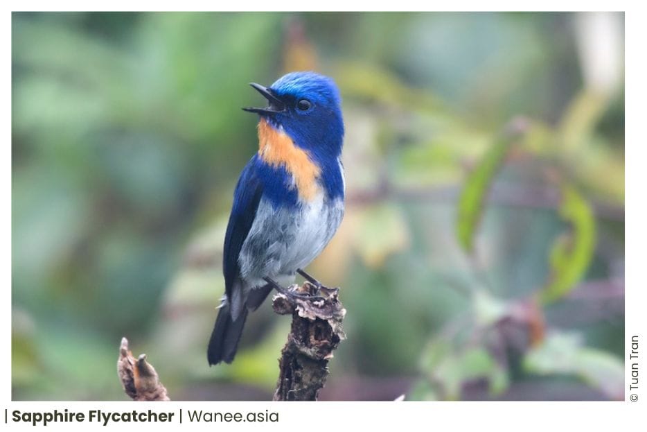 73 Flycatchers Of Vietnam 11 121 WANEE Go-WILD