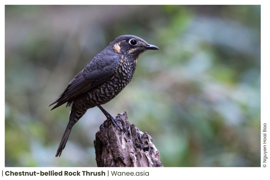 73 Flycatchers Of Vietnam 13 123 WANEE Go-WILD