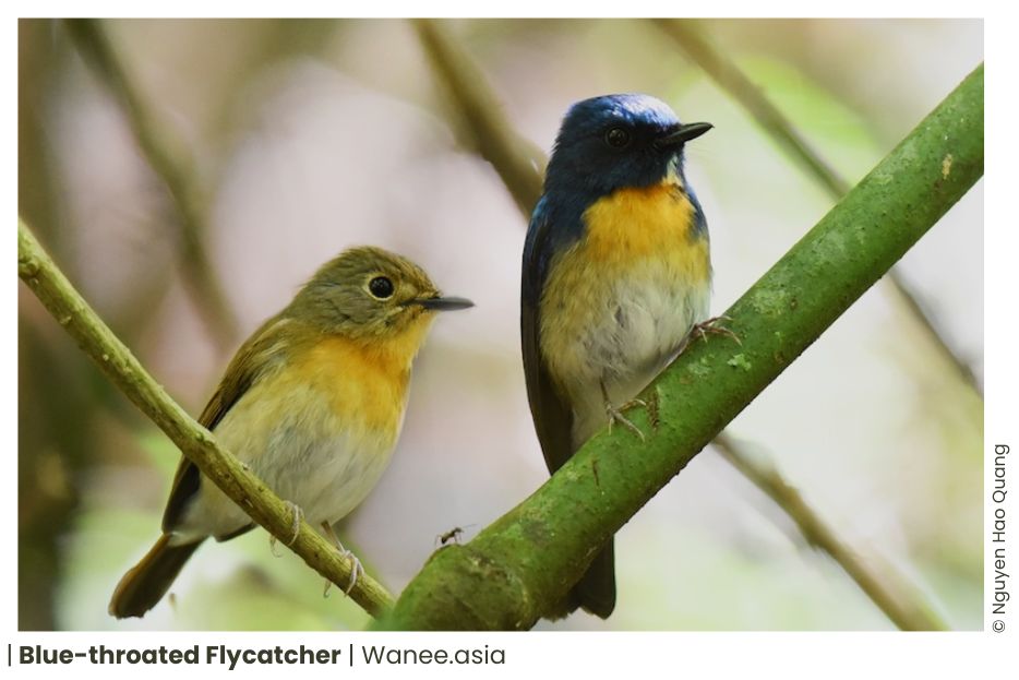 73 Flycatchers Of Vietnam 14 124 WANEE Go-WILD