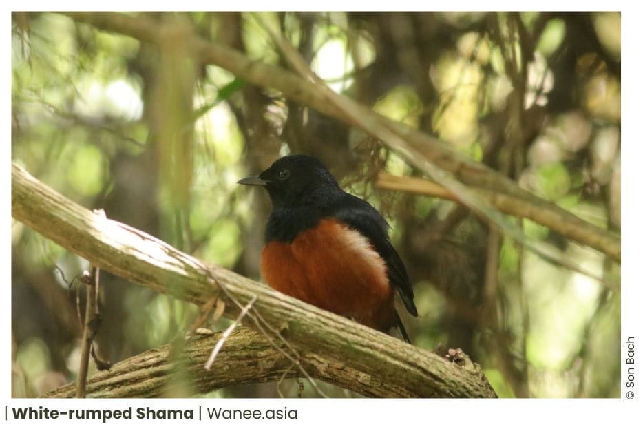73 Flycatchers Of Vietnam 16 126 WANEE Go-WILD