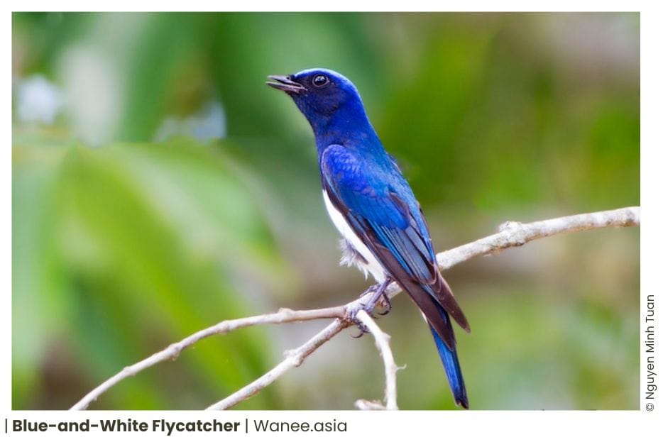 73 Flycatchers Of Vietnam 18 128 WANEE Go-WILD
