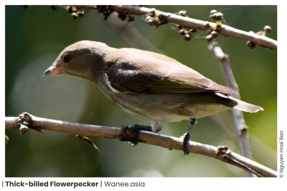8 Flowerpeckers Of Vietnam 8 Flowerpeckers Of Vietnam
