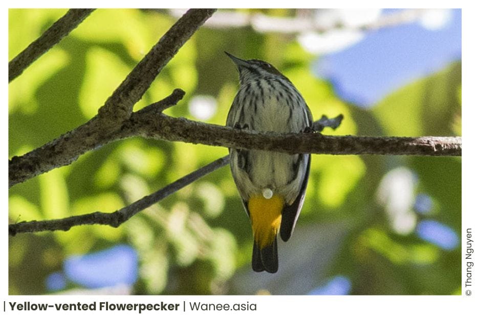8 Flowerpeckers Of Vietnam 9 Flowerpeckers Of Vietnam