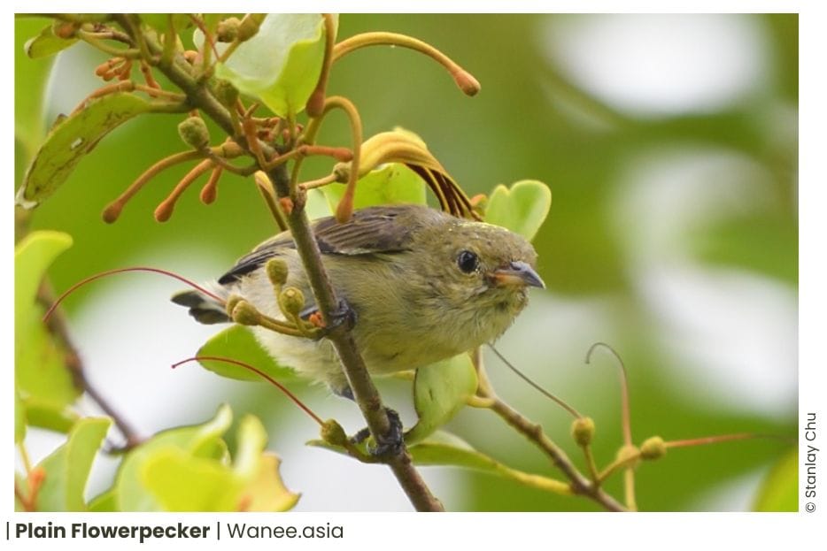 8 Flowerpeckers Of Vietnam 12 133 WANEE Go-WILD
