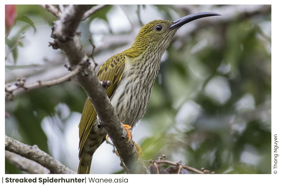 15 Sunbirds Of Vietnam 4 134 1 WANEE Go-WILD
