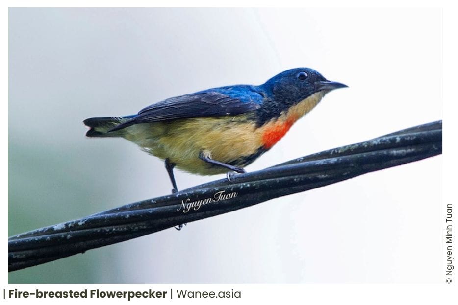 8 Flowerpeckers Of Vietnam 13 Flowerpeckers Of Vietnam