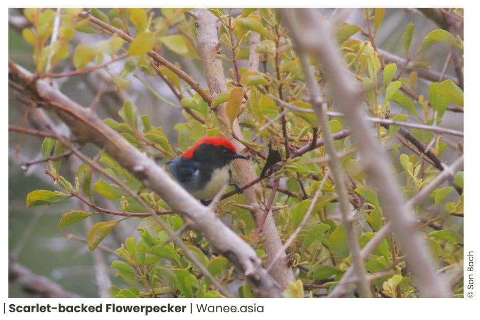 8 Flowerpeckers Of Vietnam 14 135 WANEE Go-WILD