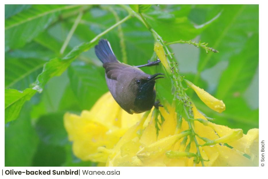 15 Sunbirds Of Vietnam 2 136 WANEE Go-WILD