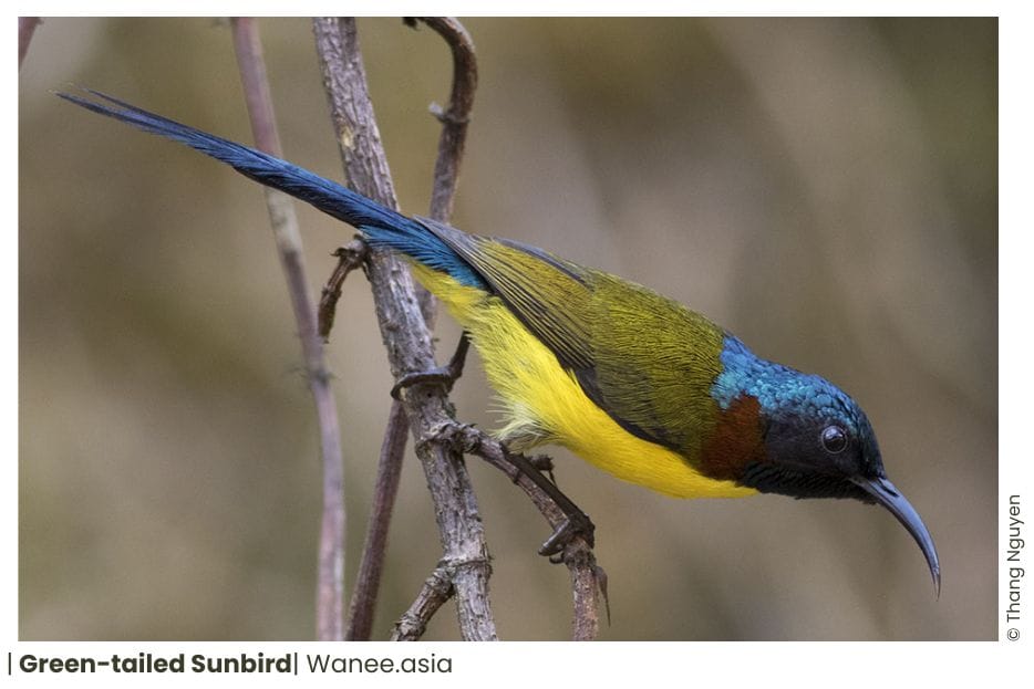 15 Sunbirds Of Vietnam 6 140 WANEE Go-WILD