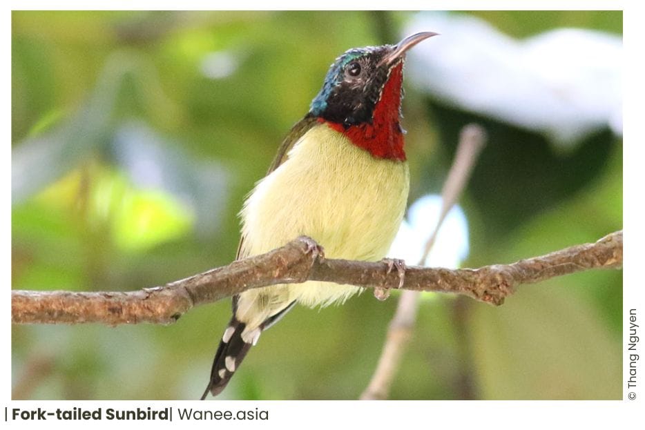 15 Sunbirds Of Vietnam 7 141 WANEE Go-WILD