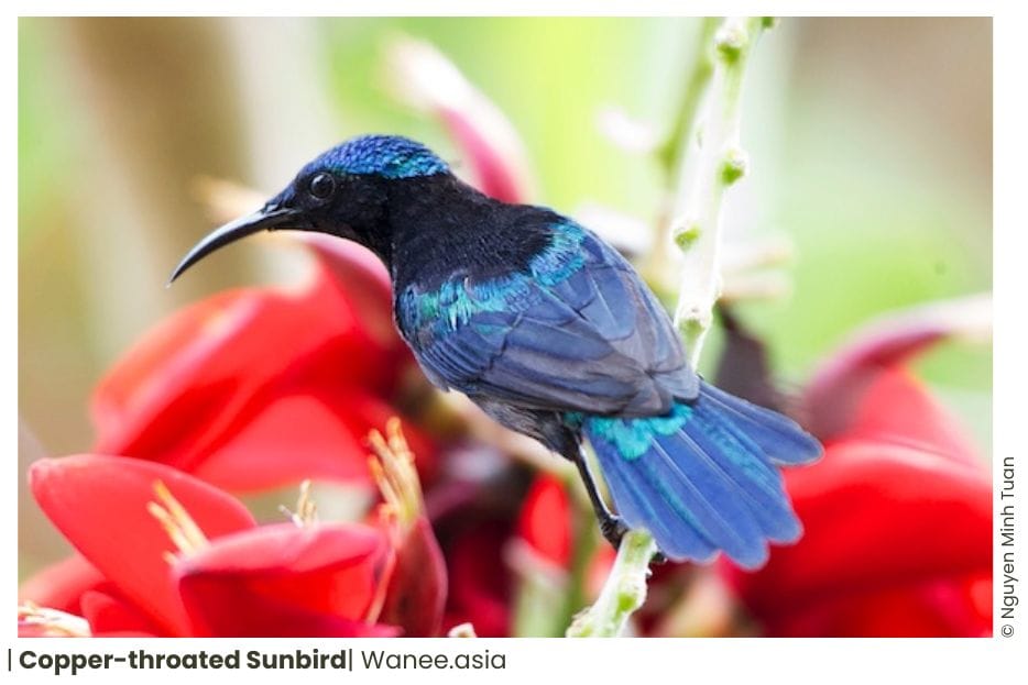 15 Sunbirds Of Vietnam 8 142 WANEE Go-WILD