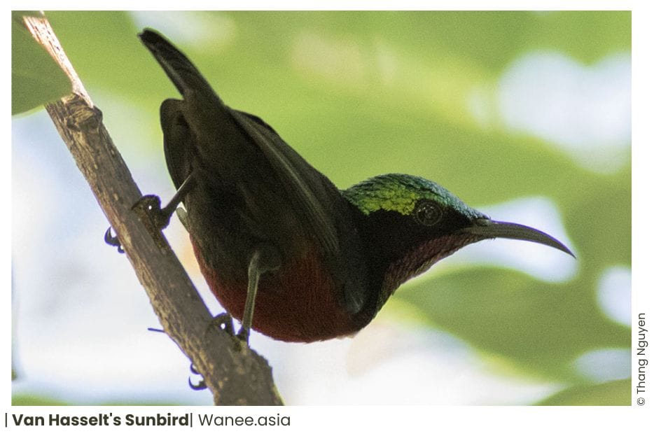 15 Sunbirds Of Vietnam 9 143 WANEE Go-WILD