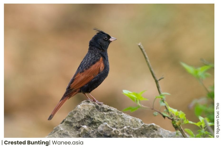 16 Buntings Of Vietnam 9 145 WANEE Go-WILD