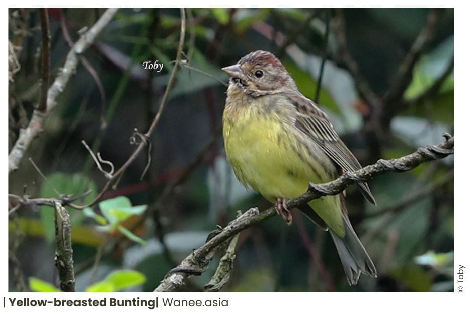 16 Buntings Of Vietnam 10 146 WANEE Go-WILD