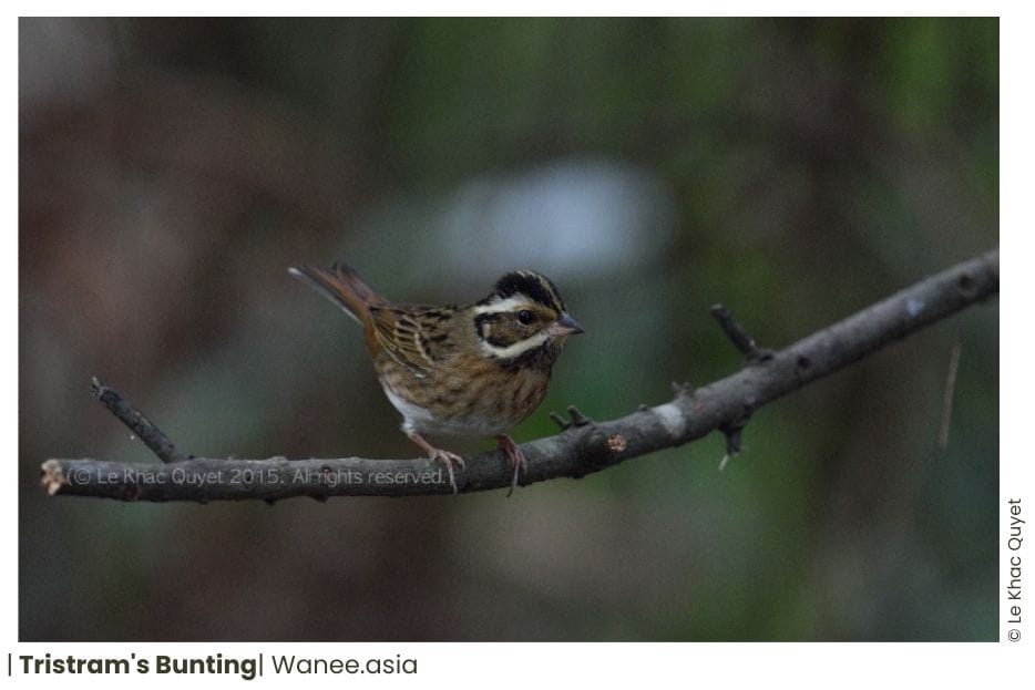 16 Buntings Of Vietnam 11 147 WANEE Go-WILD