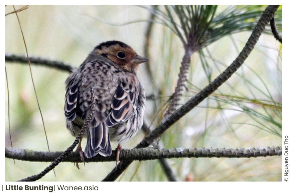 16 Buntings Of Vietnam 12 148 WANEE Go-WILD