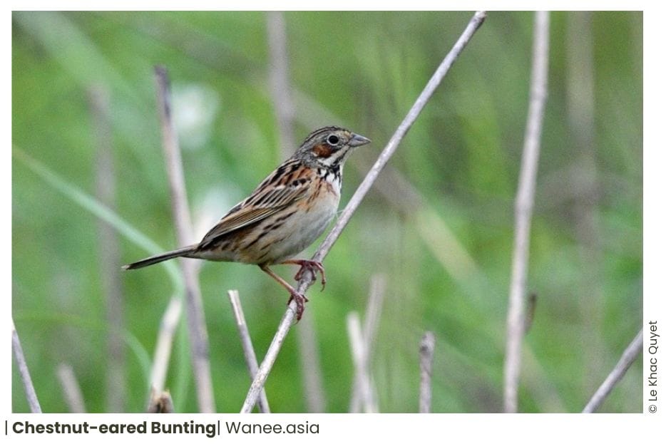 16 Buntings Of Vietnam 13 149 WANEE Go-WILD