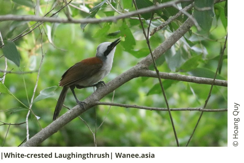 White-crested Laughingthrush 7 White-crested Laughingthrush