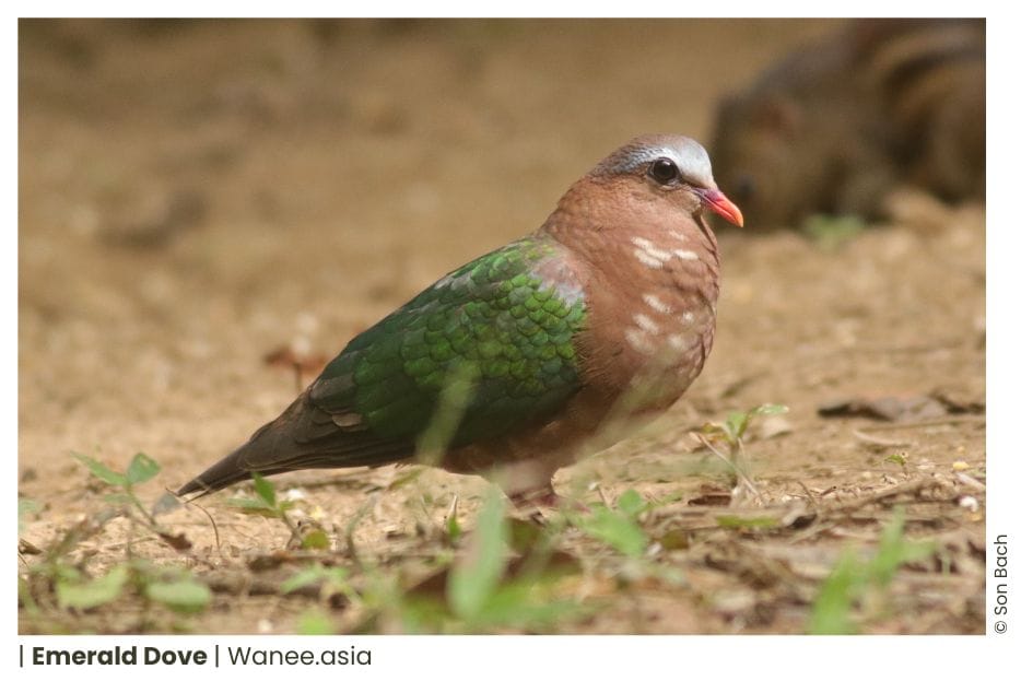 23 Pigeons & Doves Of Vietnam 15 Doves