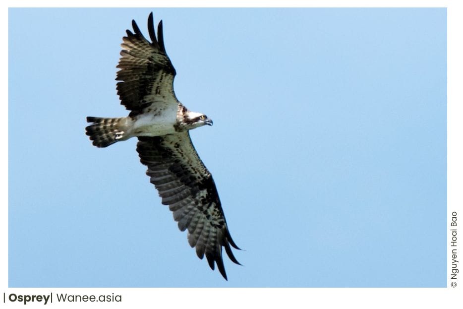 Osprey Of Vietnam 8 Osprey