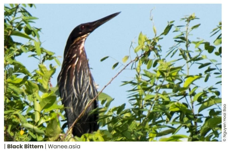20 Herons Of Vietnam 3 26 WANEE Go-WILD