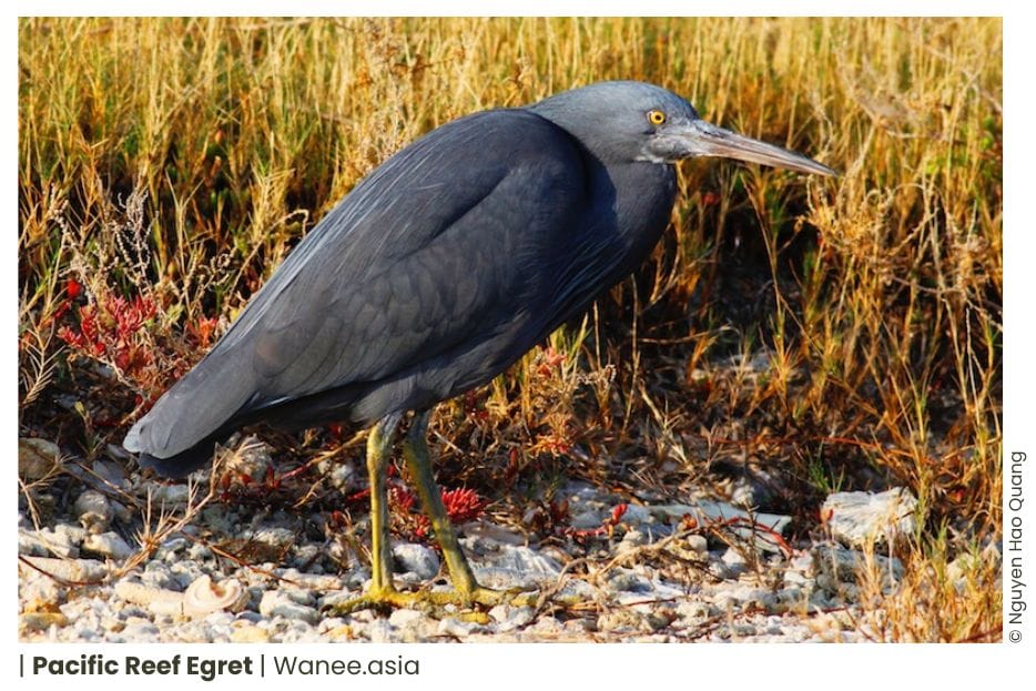 20 Herons Of Vietnam 6 28 WANEE Go-WILD
