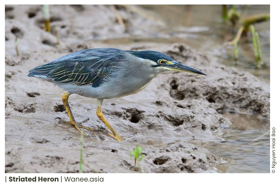 20 Herons Of Vietnam 8 29 WANEE Go-WILD