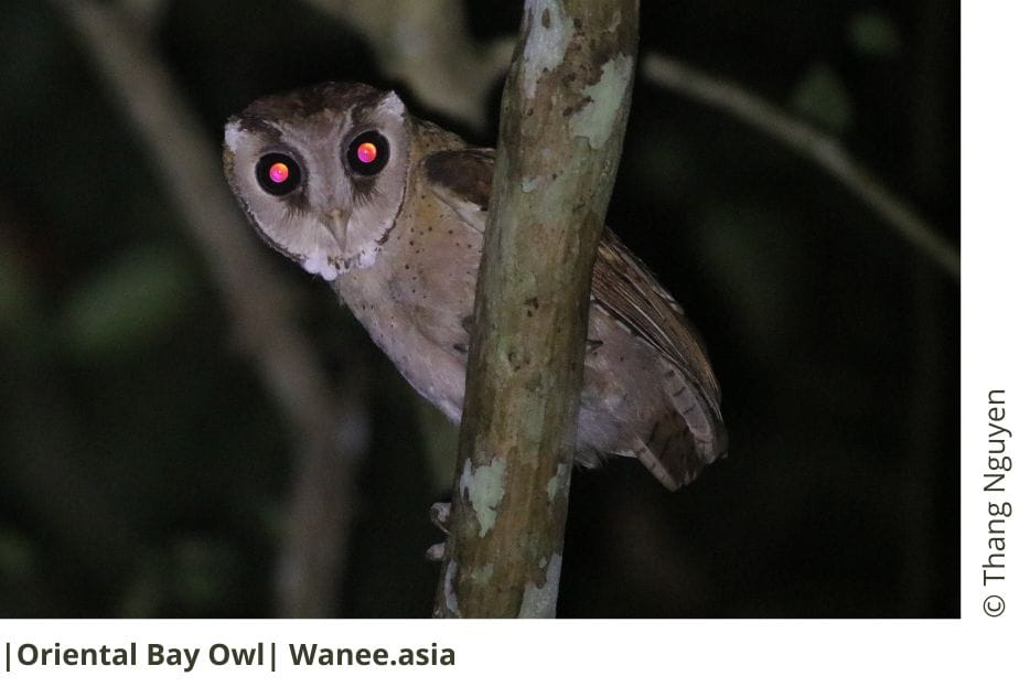 Oriental Bay Owl 11 Orental Bay Owl