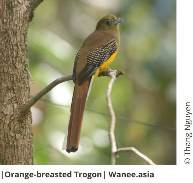 Orange-breasted Trogon 10 Orange-breasted Trogon