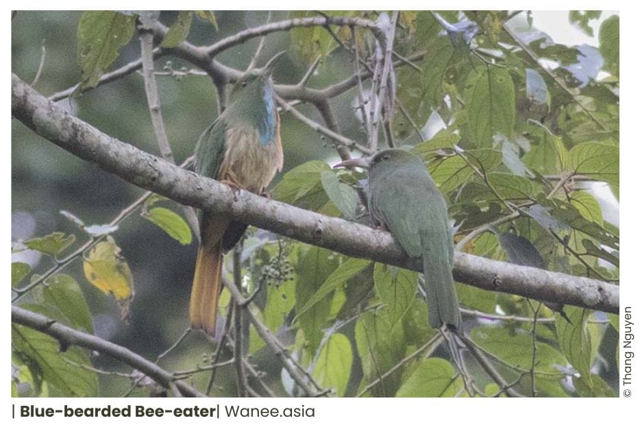 5 Bee-eaters Of Vietnam 1 36 WANEE Go-WILD