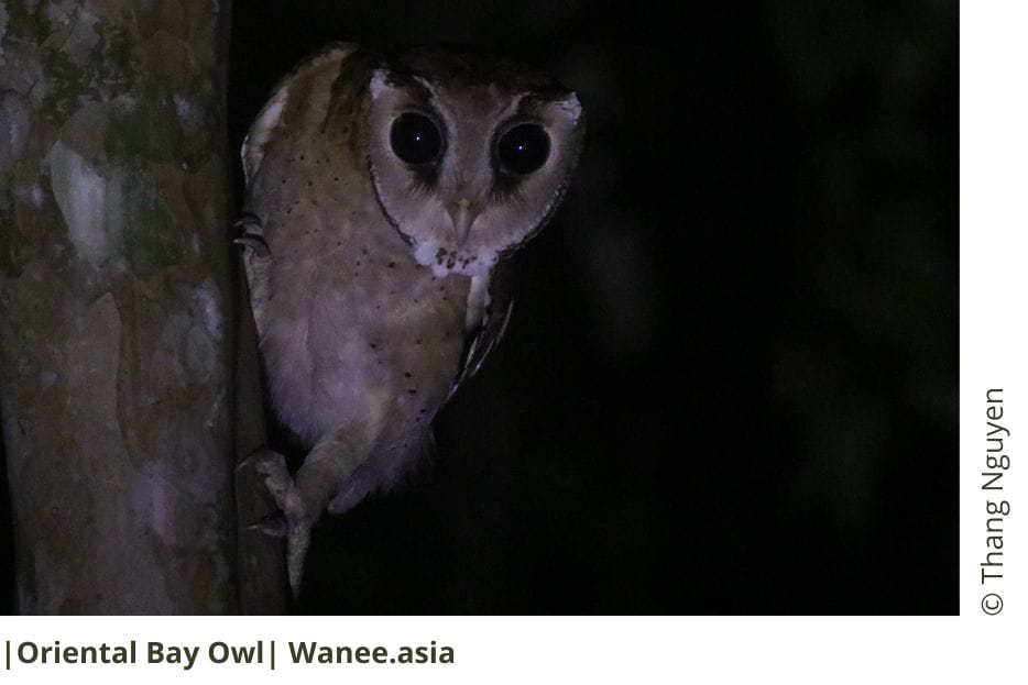 Oriental Bay Owl 12 4 4 WANEE Go-WILD