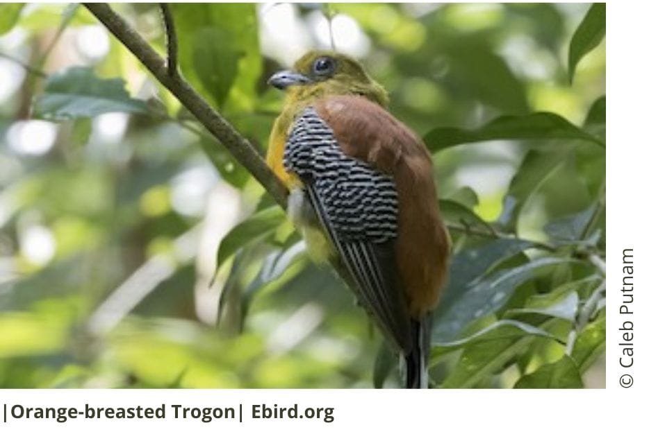 Orange-breasted Trogon 11 Orange-breasted Trogon