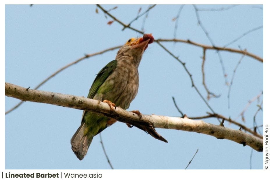 11 Barbets Of Vietnam 12 Barbets of Vietnam