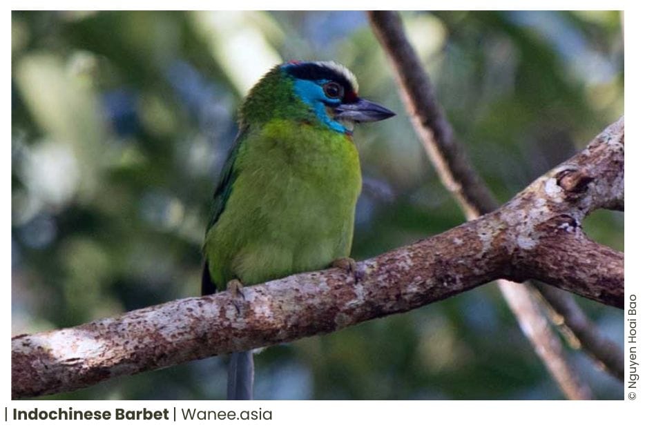 11 Barbets Of Vietnam 16 Barbets of Vietnam