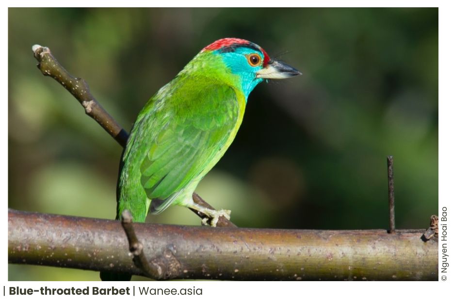 11 Barbets Of Vietnam 17 43 WANEE Go-WILD