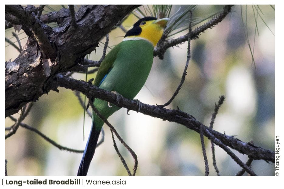 5 Broadbills Of Vietnam 6 47 WANEE Go-WILD