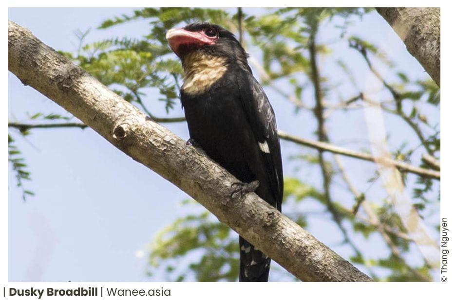 5 Broadbills Of Vietnam 7 48 WANEE Go-WILD