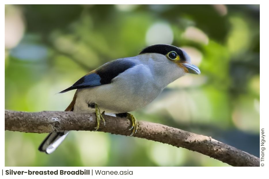 5 Broadbills Of Vietnam 8 Broadbills of Vietnam